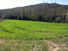 Oats