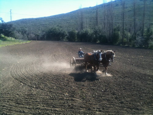 Seeding