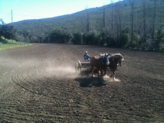 Seeding